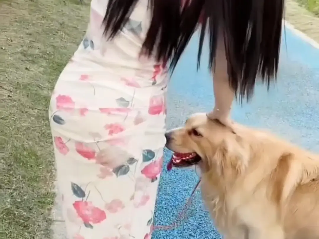 《抖音香香公主与爱犬金毛》完整版在线免费观看-直播回放网盘资源免费领取-抖音香香公主与爱犬金毛精彩内容不错过